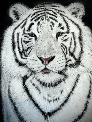 Bengal Tiger