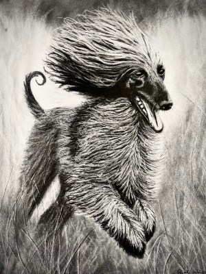 Afghan Hound
